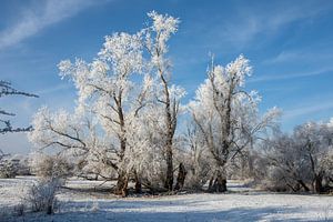 Winterlandschaft an der Elbe