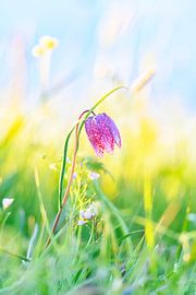 Snake's Head Fritillary in a meadow during springtime