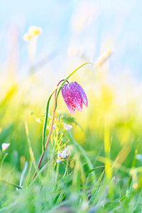 Schachblume auf einer Frühlingswiese