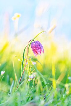 Snake's Head Fritillary in a meadow during springtime by Sjoerd van der Wal Photography