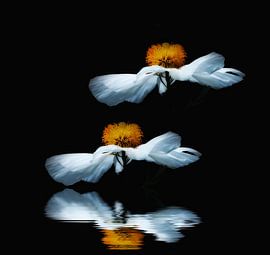 Anemoon, Anemone sylvestris by Renate Knapp