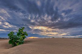 Cumbuco van Bart Hendrix