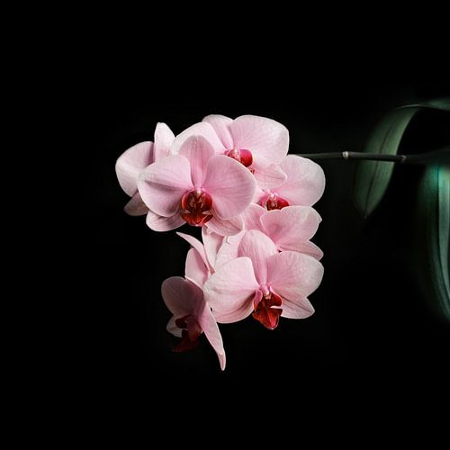 Rosa Orchidee auf schwarzem Hintergrund