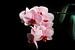 Orchidée rose sur fond noir sur Diana van Neck Photography