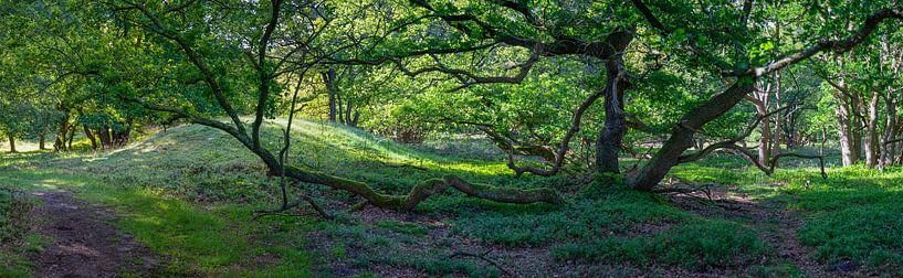 Panorama eines Waldgebiets in Drentsche Aa in Drenthe von Jan van der Vlies