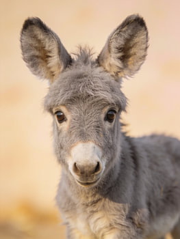 A portrait of an adorable donkey foal – animal poster