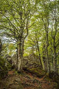 Bomen in Italie