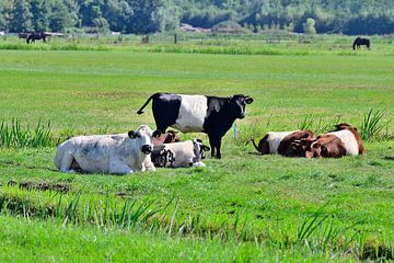 Koeien in een typisch nederlands landschap. van Arie Slotemaker