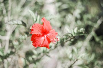 Australian Red Flower sur DsDuppenPhotography