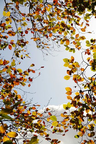 Autumn colours with cloud