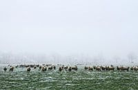 and dream of sheep