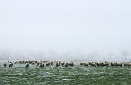 and dream of sheep by Hanneke de Vries-Koning