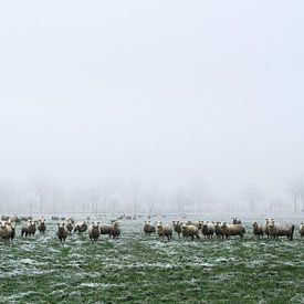 and dream of sheep sur Hanneke de Vries-Koning