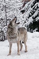 Song of the wolf.
