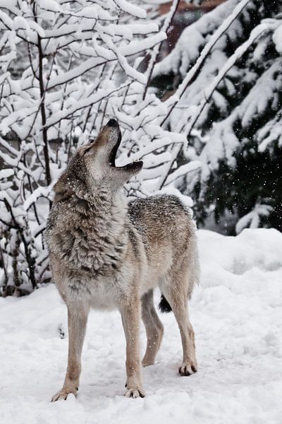 Song of the wolf. by Michael Semenov
