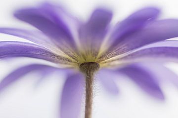 Purple dream (blauwe anemoon van onderaf gefotografeerd) van Birgitte Bergman