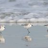 Sanderlinge (Calidris alba) von Dirk Rüter