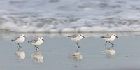 Sanderlinge (Calidris alba)