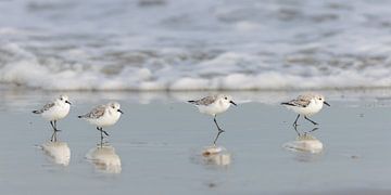 Sanderlinge (Calidris alba)