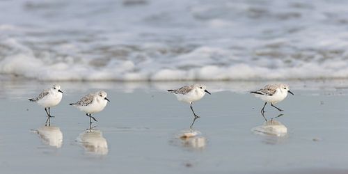 Sanderlinge (Calidris alba)