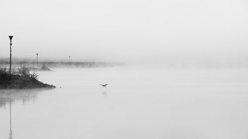 Reiger in de mist