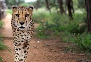 Jachtluipaard/Cheetah van Sybrand Treffers thumbnail