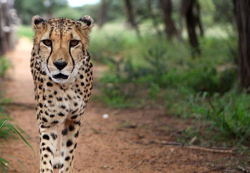 Jachtluipaard/Cheetah