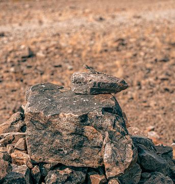 Hagedis op de hete steen in Namibië, Afrika van Patrick Groß