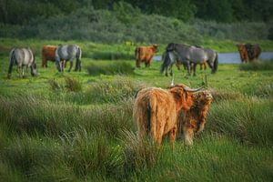 Junger schottischer Highlander mit Mutter