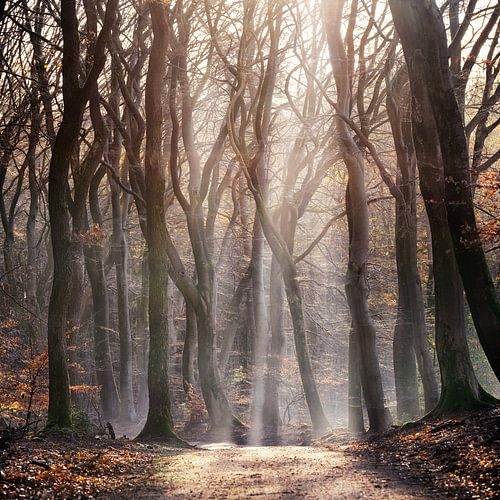 into the woods, in het bos