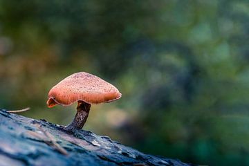 Mushrooms on Texel