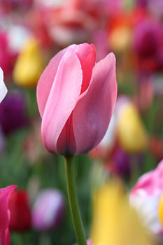 Kleurenpalet van de Keukenhof