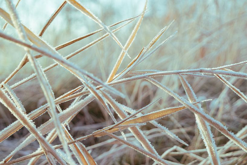 Close up bevroren grashalmen von Natascha Teubl