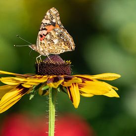Distel vlinder op zonnebank van Uwe Ulrich Grün