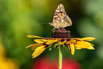 Distel vlinder op zonnebank