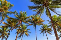 Palmbomen blauwe lucht par Dennis van de Water Aperçu