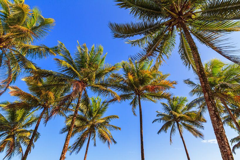 Palmbomen blauwe lucht van Dennis van de Water