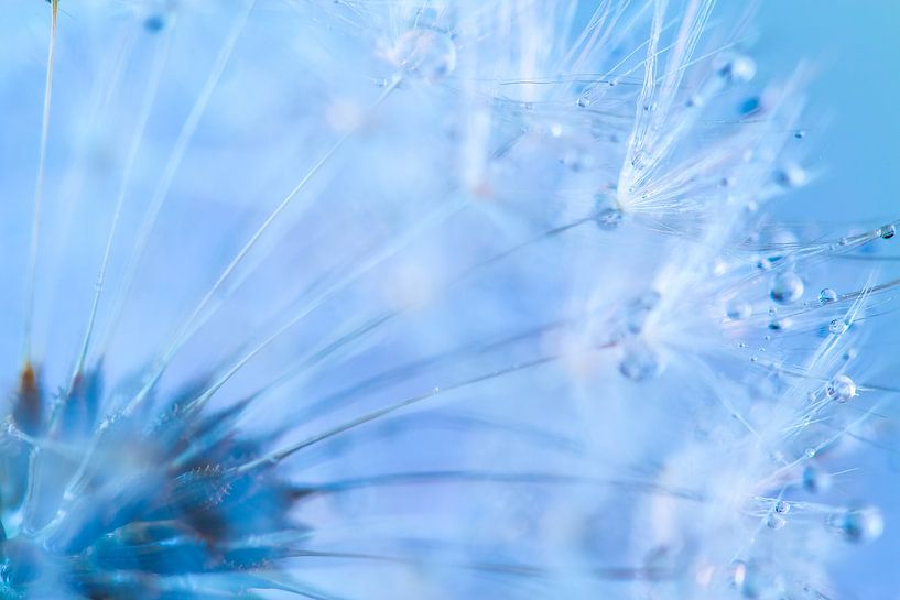 Drops on Dandelion by Mark Scheper