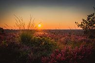 Sonnenuntergang auf einem Feld voller Heideflächen von Stedom Fotografie Miniaturansicht