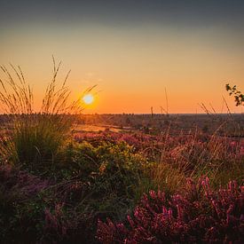 Zonsondergang op een veld vol heide van Stedom Fotografie