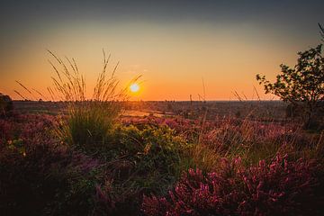 Coucher de soleil sur un champ plein de bruyères