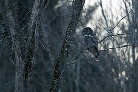 Bartkauz im Wald von Sven Scraeyen
