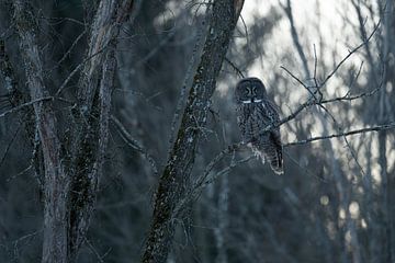Great grey owl in the forest by Sven Scraeyen