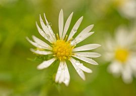 American Aster After a Rain by Iris Holzer Richardson