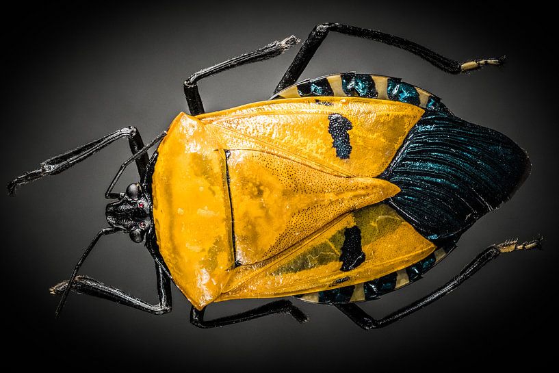 Elvis kever - Catacanthus incarnatus van pixxelmixx