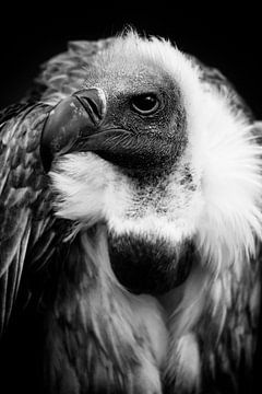 Le vautour