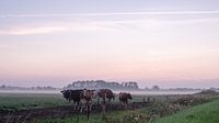 Kühe in morgendlicher Landschaft