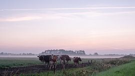 Les vaches dans le paysage du matin sur Wouter Bos