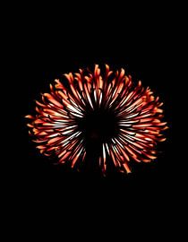 « Ember Allium V » sur Ember Bloom