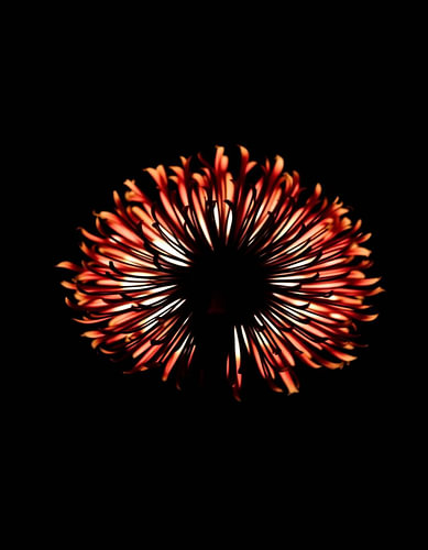 „Ember Allium V“